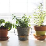 Potted herbs