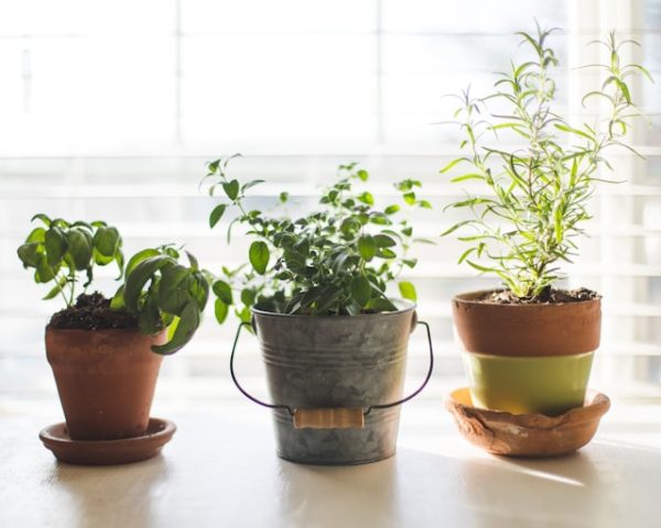 Bringing the Garden Inside: Best Herbs and Vegetables for Indoor Growing