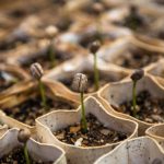 Seed Trays