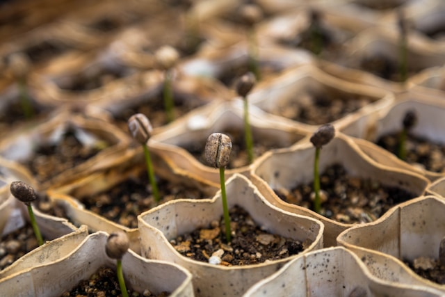 Seed Trays