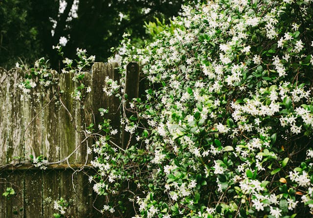 Jasmine plant