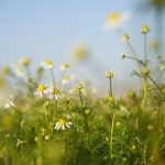 Chamomile plant