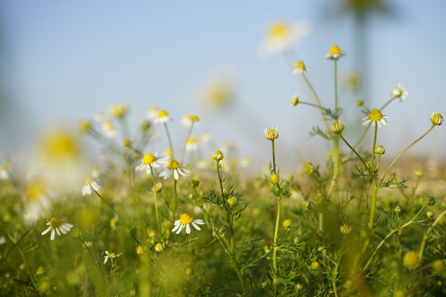 Chamomile plant