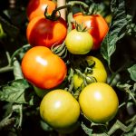 Tomatoes on vine