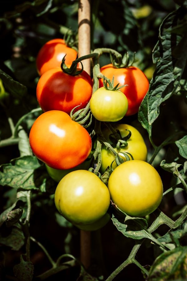 Why Early Girl Tomatoes Should Be Your Go-To Early Season Crop